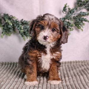 micro bernedoodle breeders