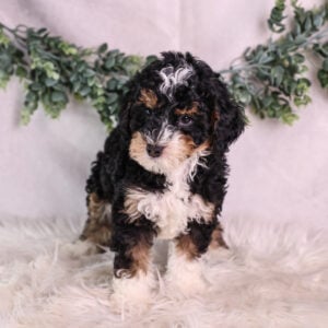 micro bernedoodle puppies