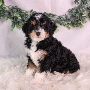 micro bernedoodle puppies for sale