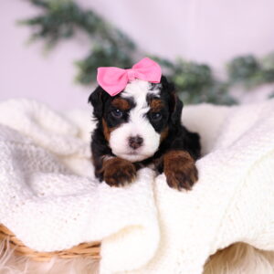 micro bernedoodle puppy
