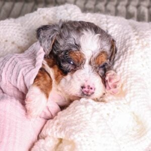 micro mini bernedoodle for sale