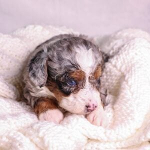 micro mini bernedoodle for sale near me