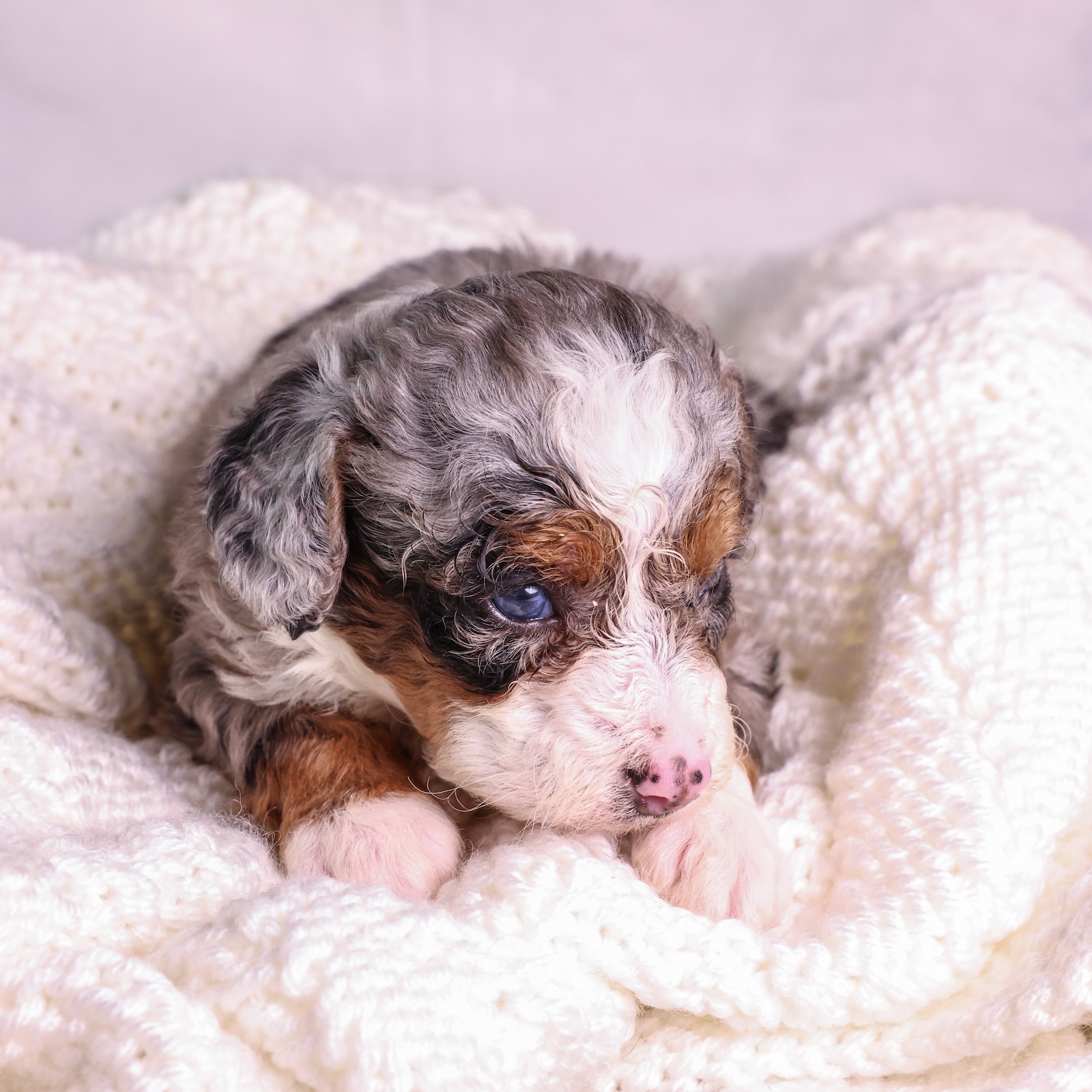 What To Look For In Micro Bernedoodle Breeders | What To Know