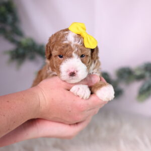 micro mini bernedoodle puppy