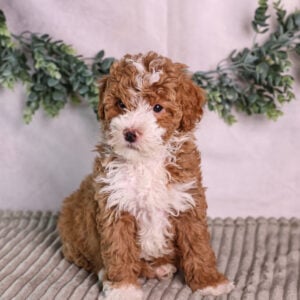 micro mini bernedoodle puppy