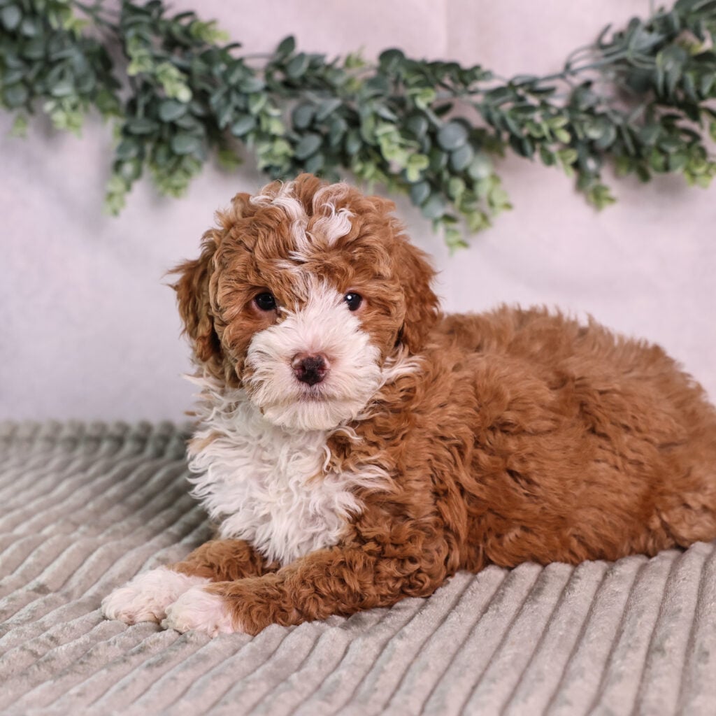micro mini bernedoodle puppy for sale
