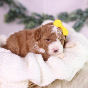micro mini bernedoodle puppy pa