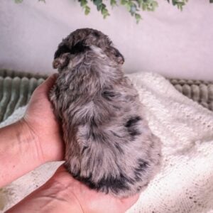 micro mini bernedoodles for sale