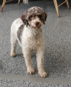 oona, mom bernedoodle