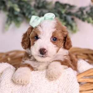 red Micro Mini Bernedoodle