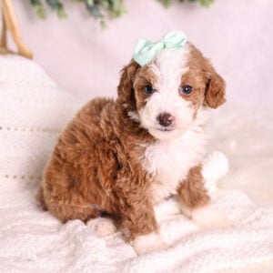 red Micro Mini Bernedoodle puppies