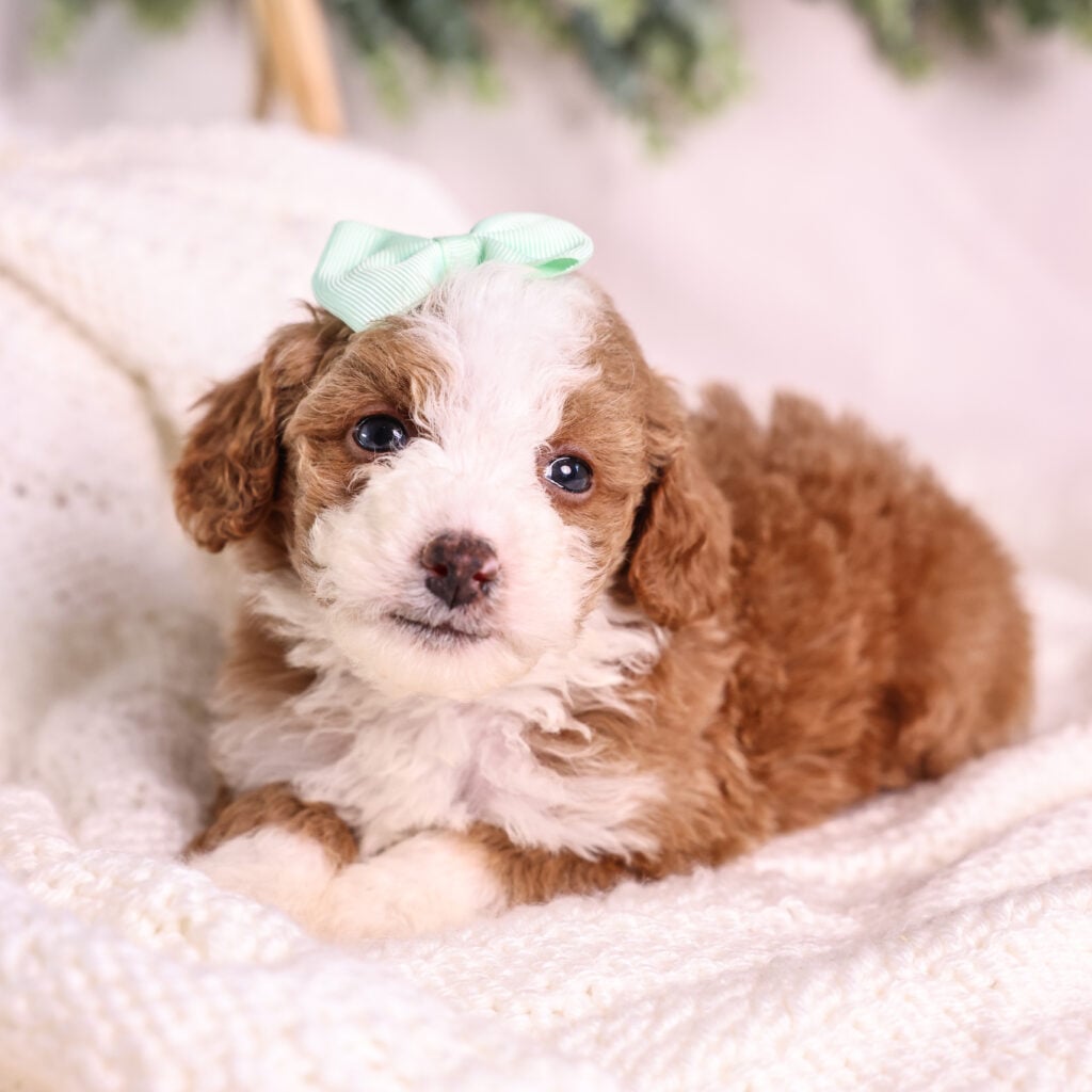 red Micro Mini Bernedoodle puppy