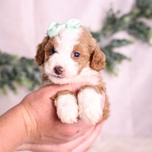 red Micro Mini Bernedoodle puppy for sale