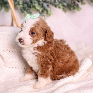 red Micro Mini Bernedoodles