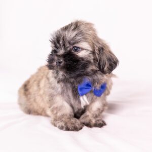 shichon