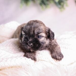 shichon