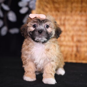shichon breeders