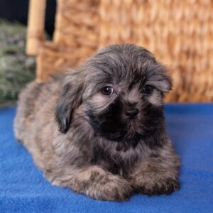 shichon puppies teddy bear