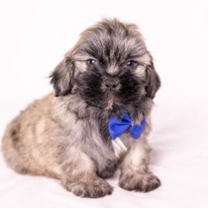 shichon puppy
