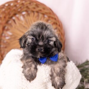 shichon puppy for sale