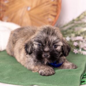 shichon puppy for sale near me