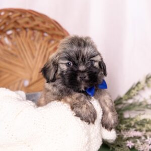 shichon puppy near mr