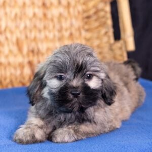 shichon puppy pa
