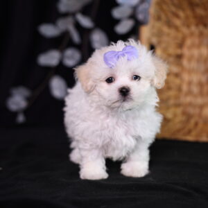 shichon zuchon teddy bear puppies for sale near me