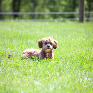 shichon adult eagle