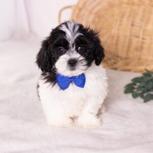 shih tzu and bichon mix puppy for sale