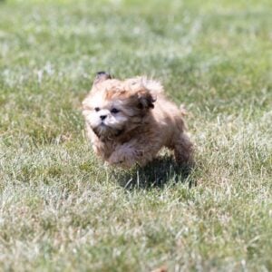 shih tzu bichon mix
