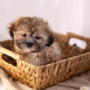 shih tzu bichon mix