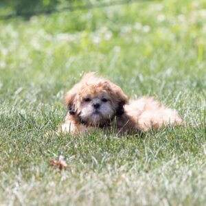 shih tzu bichon mix puppies