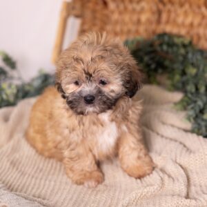 shih tzu bichon mix puppies