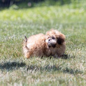 shih tzu bichon mix puppy