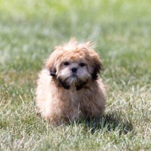 shih tzu bichon mix puppy