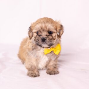 shih tzu mix with bichon