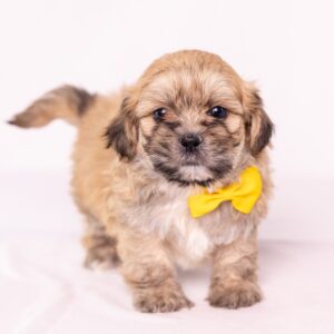 shih tzu mix with bichon near me