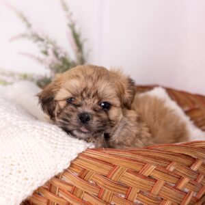 shih tzu mix with bichon near me md