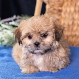 shih tzu mix with bichon puppies