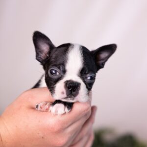 small dogs