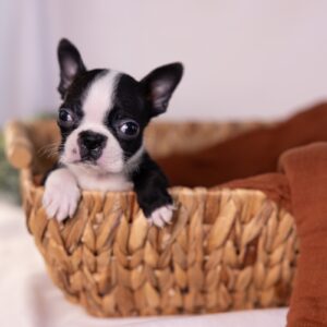 small dogs boston terrier puppy
