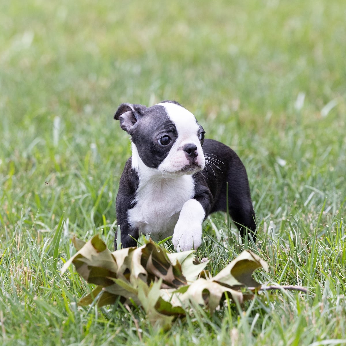 small dogs for sale