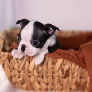 small dogs for sale