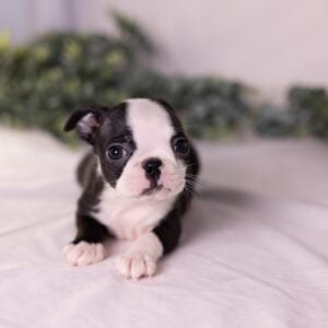 small dogs for sale in pa