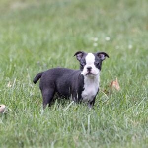 small dogs for sale near me