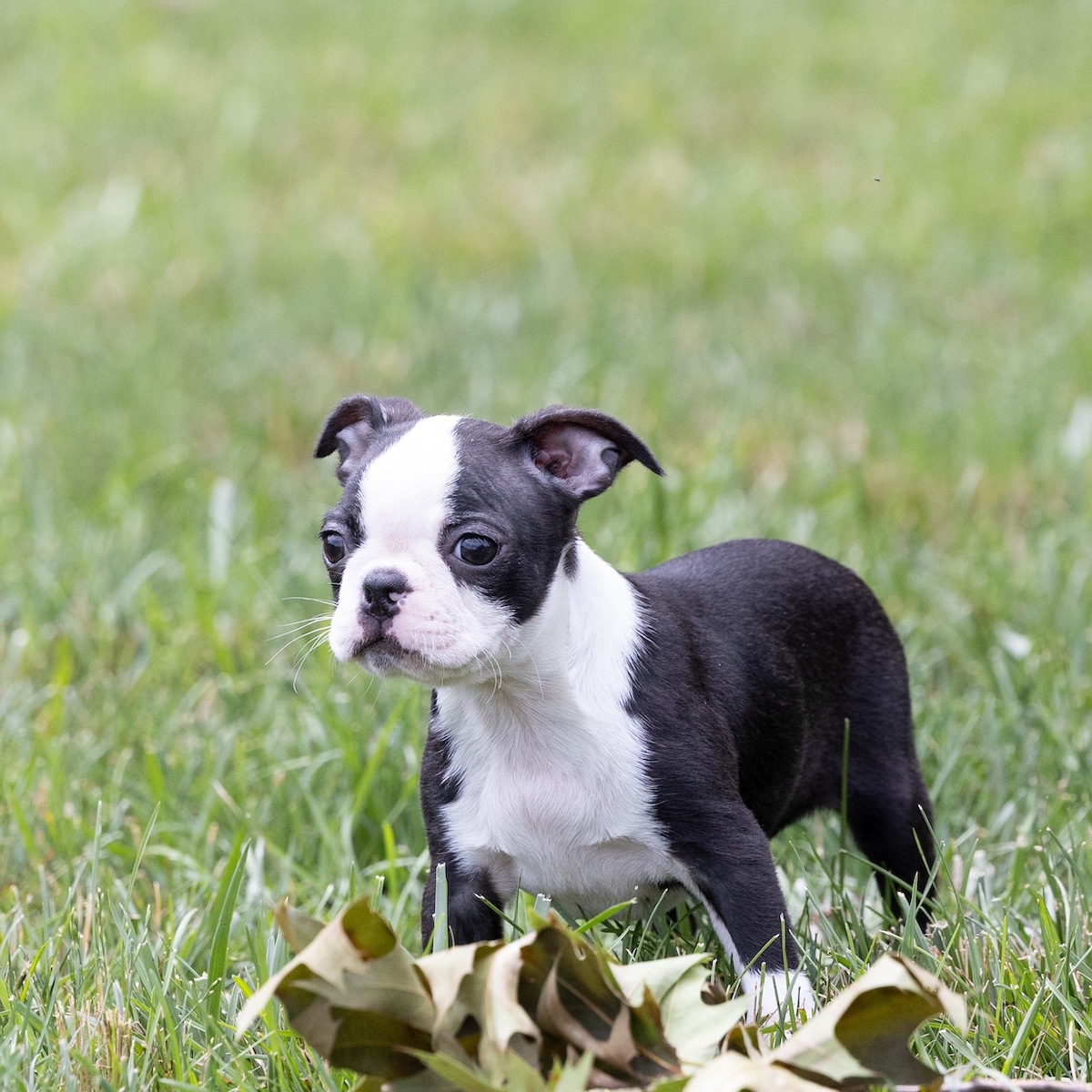 small dogs for sale near me pa
