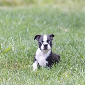 small dogs for sale near me pa
