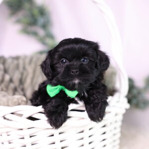 teacup shichon puppies for sale new york