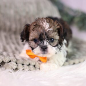 teacup teddy bear dogs